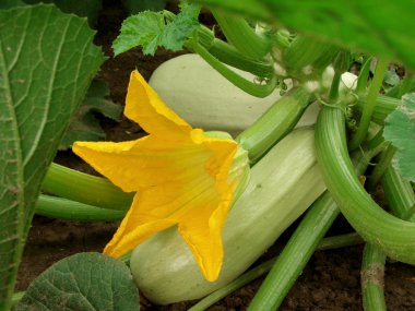 Flowering marrow clipart