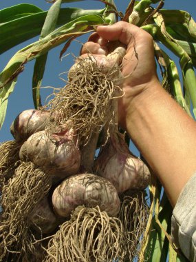 Hand with garlic clipart