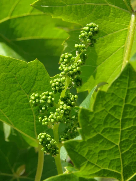 Young grape cluster — Stock Photo, Image