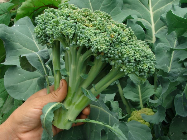Hand met broccoli — Stockfoto