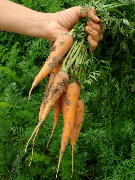 Mano con zanahorias — Foto de Stock