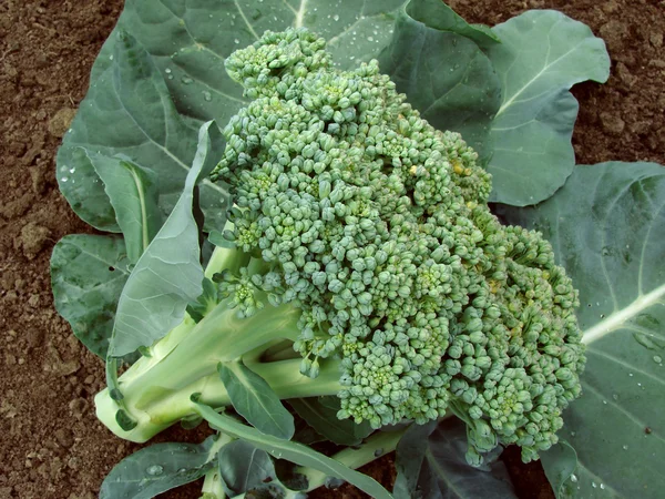 Broccoli hoofd — Stockfoto