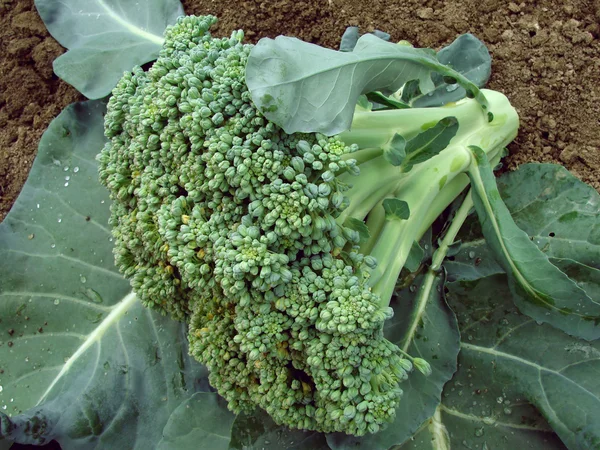 Cabeza de brócoli — Foto de Stock
