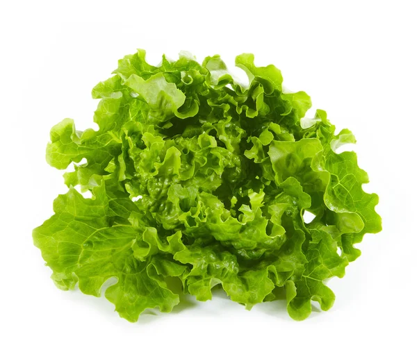 Свіжої зелені салату — стокове фото