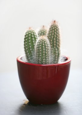 Cactus clipart