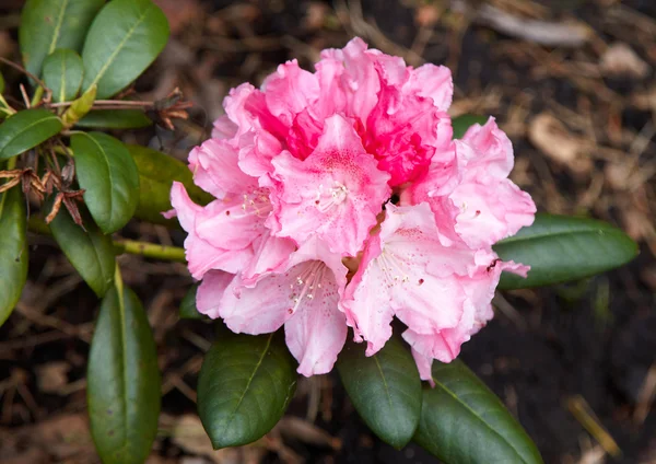 Růžový rododendron — Stock fotografie