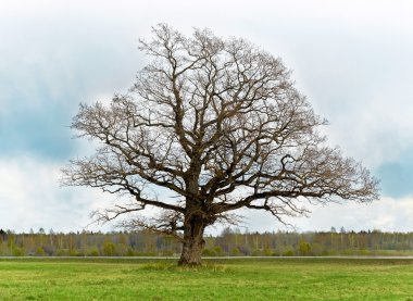 Old lonely tree clipart