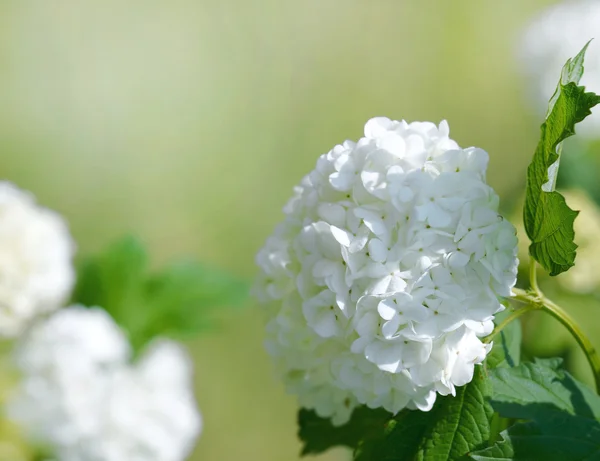 Hortênsia de flor branca bonita — Fotografia de Stock
