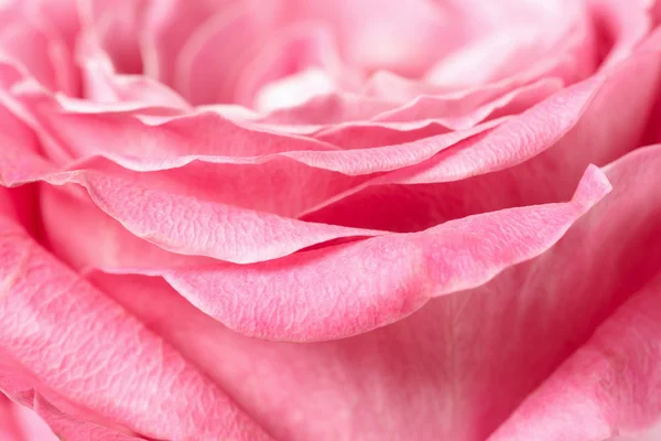 Macro rose rose — Photo