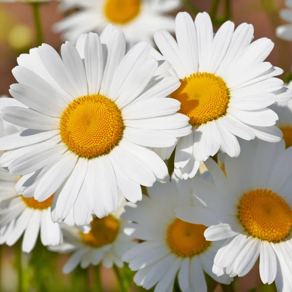 Madeliefjes in een veld, macro — Stockfoto