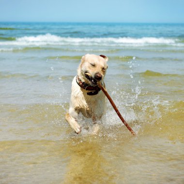 güzel koşu labrador