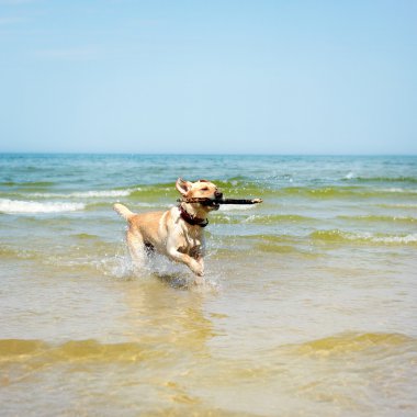 güzel genç labrador