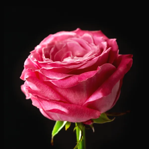 Rosa ros på svart bakgrund — Stockfoto