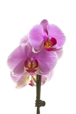 Pink orchid isolated on white clipart