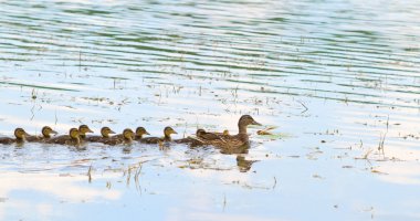 Duck and ducklings clipart