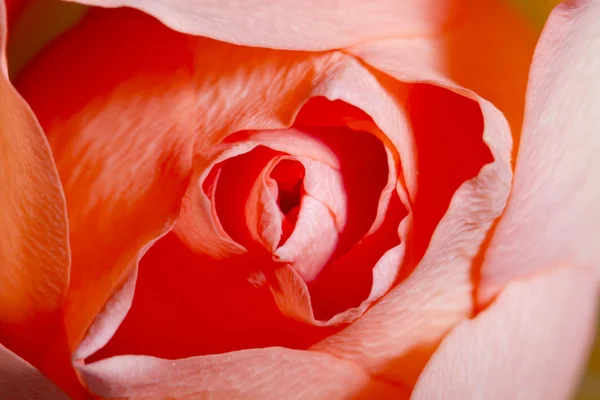 Macro rosa, sfondo astratto — Foto Stock