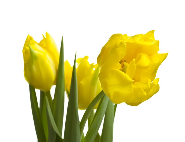 Gelbe Tulpen isoliert auf Weiß — Stockfoto
