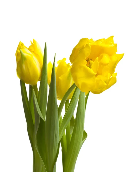 Gele tulpen geïsoleerd op wit — Stockfoto