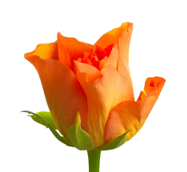 Rose arancioni isolate su bianco — Foto Stock
