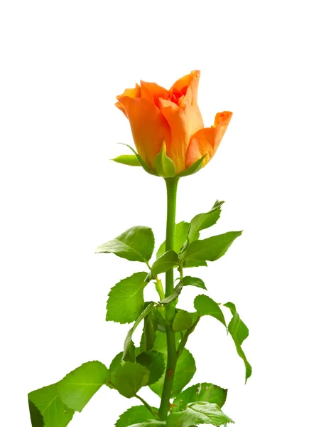 Orangefarbene Rosen isoliert auf weiß — Stockfoto