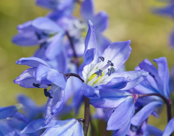 Spring blue flowers, macro — Stock Photo, Image