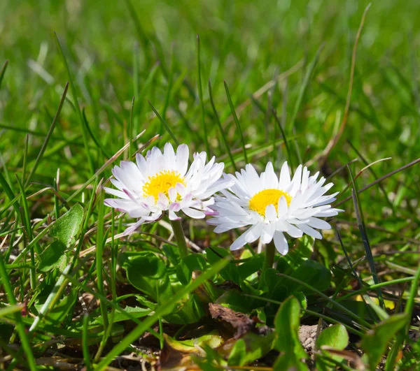Spring daisies — Stock Photo, Image