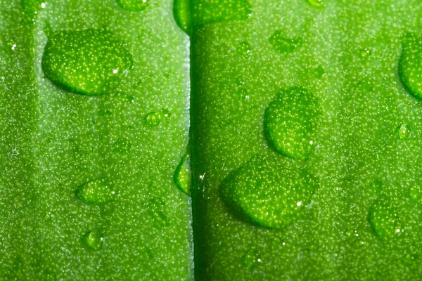Liść zielony, makro — Zdjęcie stockowe