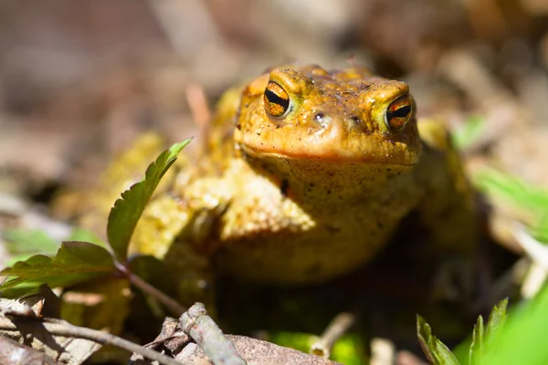 Wood frog — Stock Photo, Image