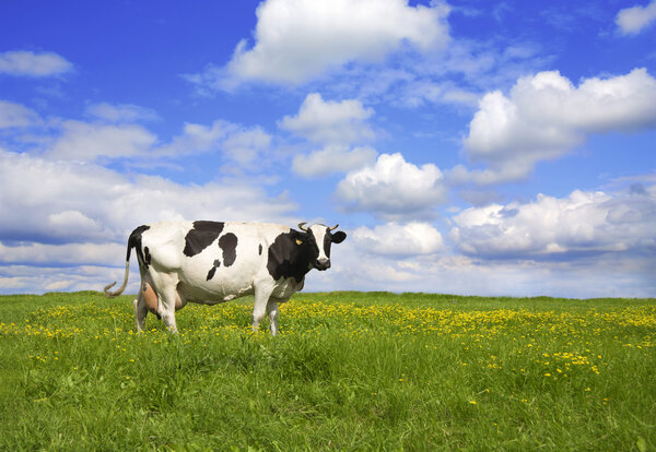 Cow on meadow