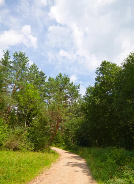 Trail i parken sommaren — Stockfoto