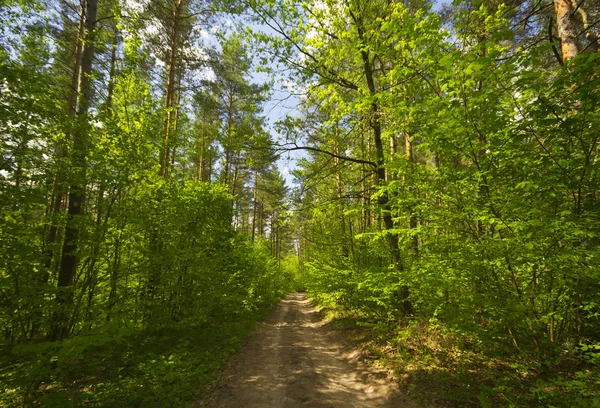 Path in the woods — Stock Photo, Image