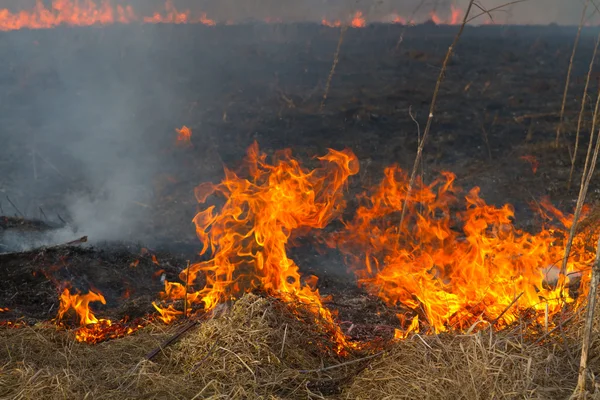 Stock image Burning dry grass