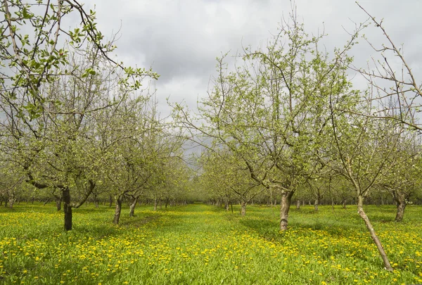 stock image Apple tree, spring