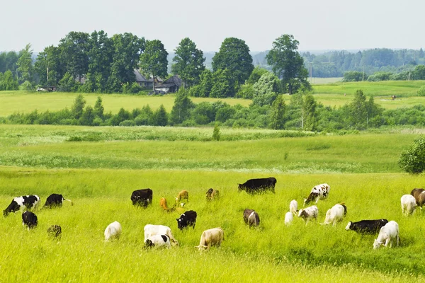 草地上的牛 — 图库照片