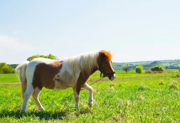 Пони на зеленом лугу — стоковое фото