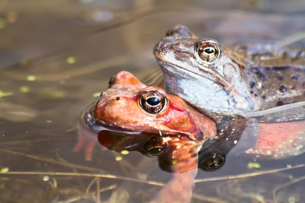 Frogs in the pond — Stock Photo, Image