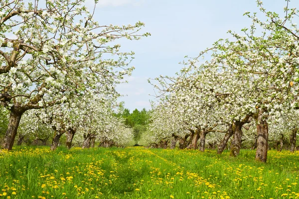 Apple саду цвітуть — стокове фото