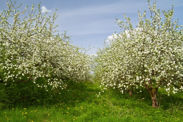 Apfelgartenblüte — Stockfoto