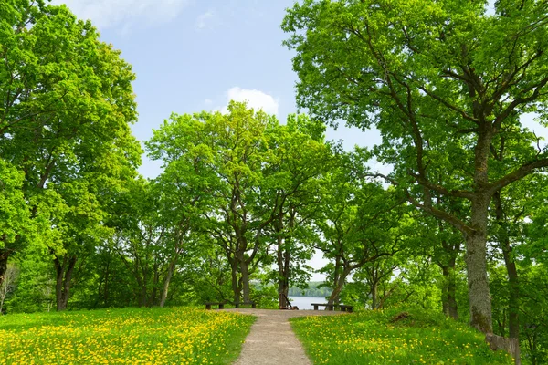 Summer park, trees — Stock Photo, Image