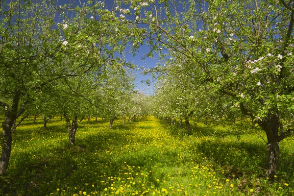 Flor de jardim de maçã — Fotografia de Stock