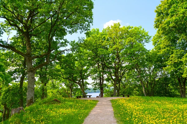 Літній парк, дерева — стокове фото