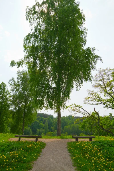 Nyári park, fák여름 공원, 나무 — 스톡 사진