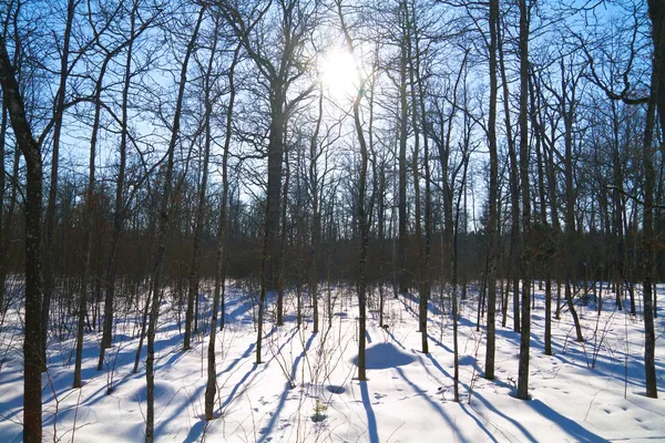 Winter forest, de zon — Stockfoto