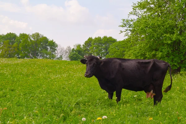 Kráva na louce牧草地で牛します。 — ストック写真