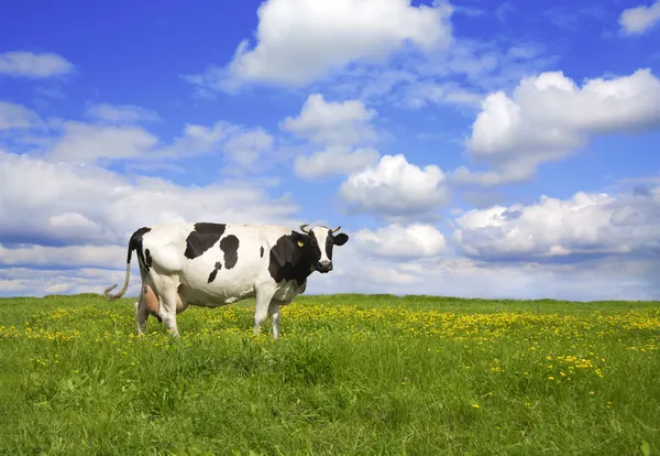 Vaca no prado Fotografias De Stock Royalty-Free
