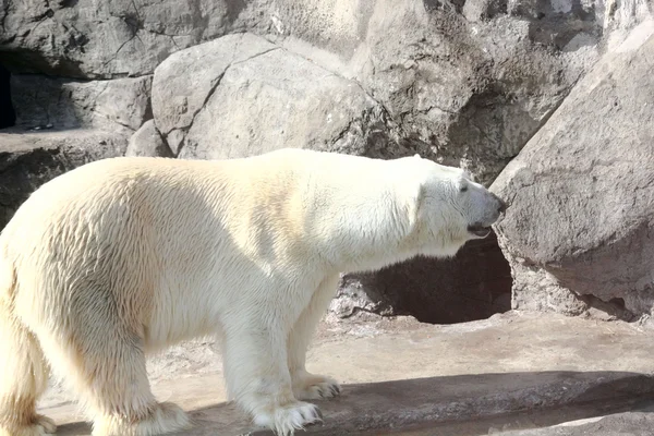 북극곰. — 스톡 사진