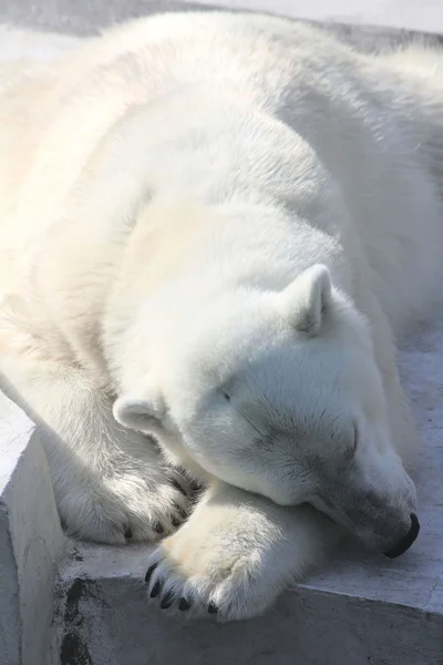 북극곰입니다. 수 면. — 스톡 사진
