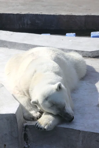 Orso polare. Sonno . — Foto Stock