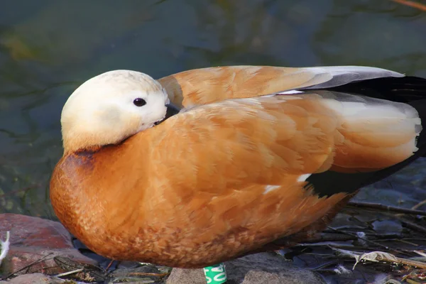 stock image Wild duck.