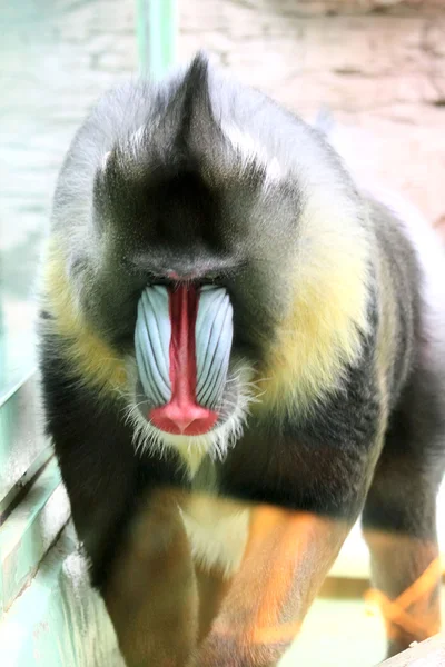 Μαϊμού. μπαμπουίνος. — Φωτογραφία Αρχείου
